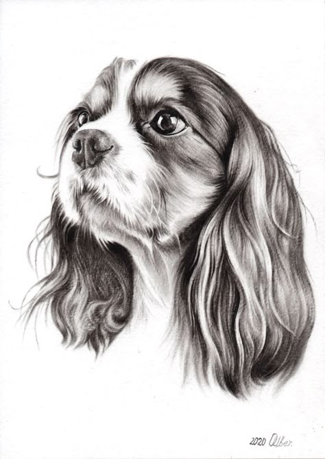 Drawing Cavalier King Charles Spaniel, Cavalier King Spaniel Tattoo, King Charles Cavalier Drawing, King Charles Cavalier Spaniel Drawing, Cavalier King Charles Spaniel Painting, Cavalier King Charles Spaniel Art, Cavalier Tattoo, Cavalier King Charles Spaniel Tattoo, Cavalier Drawing