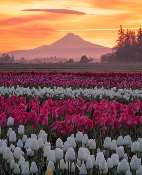 Wooden Shoe Tulip Festival - Oregon ✨✨ Picture by ✨✨@jakeegbert✨✨ . #wonderful_places for a feature Tulip Festival, Wooden Shoe, Tulip Fields, Florida Keys, Flower Field, Belleza Natural, Travel Insurance, Nature Travel, Wonderful Places