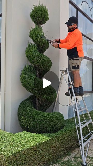 Topiary King on Instagram: "Spiral topiary maintenance  Plant: Spartan Juniper  #topiaryking #topiary #spiraltopiary #spartanjuniper #gardenmaintenance" Spiral Juniper Landscape, Spiral Trees Front Yard, Spartan Juniper, Eugenia Topiary, Live Topiary, Spiral Topiary, Murraya Paniculata, Outdoor Topiary, Trees For Front Yard