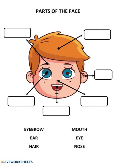 Parts Of The Face - Ficha interactiva Face Parts Worksheet, Body Parts For Kids, Face Parts, Body Parts Preschool, English Worksheets For Kindergarten, English Activities For Kids, Learning English For Kids, English Phonics, English Worksheets For Kids