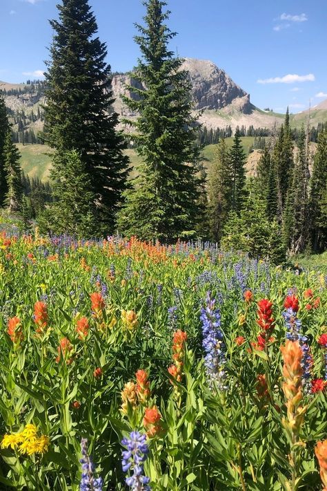 Jackson Hole Wyoming Spring, Jackson Hole Wyoming Aesthetic, Wyoming Flowers, Wyoming Farm, Wyoming Aesthetic, Jackson Hole Wyoming Summer, Wyoming Wildflowers, Wyoming Summer, Jacksonhole Wyoming