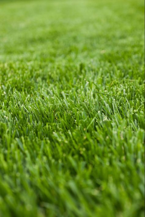 Shade Tolerant Grass, Best Grass Seed, Landscape Bricks, Fescue Grass, Shade Grass, Grass Painting, Growing Grass, Grass Wallpaper, Diy Lawn