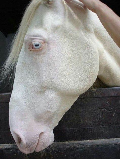 23 Albino Animals That Look Like They’re From Another Planet Albino Horse, Fox Bat, Rare Albino Animals, Beginning Photography, Transparent Fish, Baby Animals Cute, Horse Family, White Rhino, Saddle Horse