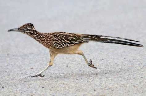 Greater Road Runner Roadrunner Art, Road Runner Bird, Greater Roadrunner, Dry Desert, Animal Action, Paws And Claws, Bird Watcher, Bird Pictures, Road Runner