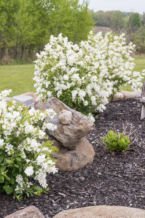 White Summer Snowflake Viburnum Flowering Shrub - CREATIVE CAIN CABIN Summer Snowflake, White Flowering Shrubs, White Flowering Trees, Flowering Bushes, Garden Arbor, Garden Shrubs, Moon Garden, Flower Landscape, Beautiful Flowers Garden