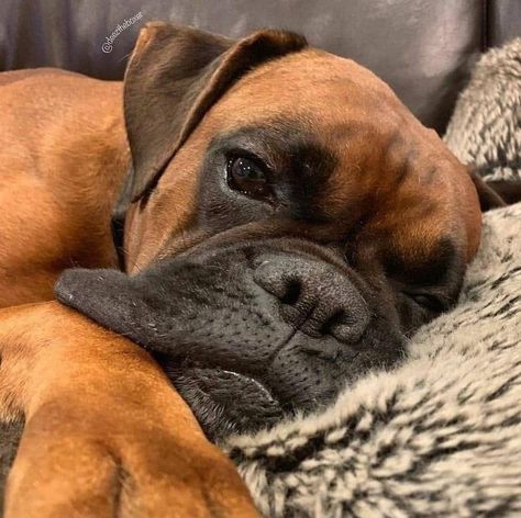 Cute Boxer Puppies, Boxer Dogs Funny, Boxer And Baby, Cute Boxers, Boxer (dog), Reptile Cage, Boxer Puppy, Boxer Love, Boxer Puppies