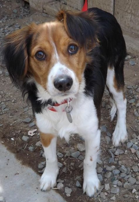 Beagle hound photo | Max - Beagle / Basset Hound / Mixed (short coat) - Photo 1 Beagle Pups, Beagle Hound, Basset Hound Mix, Dog Breed Names, Beagle Dogs, Adoptable Beagle, Therapy Animals, Popular Dog Breeds, Beagle Mix