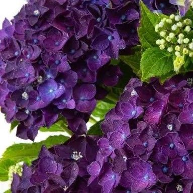 Dark Purple Hydrangea, Deep Purple Hydrangea, Propagating Hydrangeas, Hydrangea Seeds, Mophead Hydrangea, Seeds Growing, Hydrangea Petiolaris, Hydrangea Varieties, Australian Native Garden