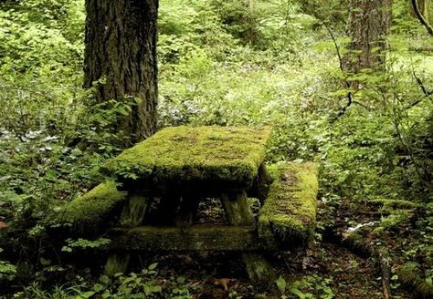 My inner landscape Abandoned Nature, Picnic Place, Moss Cottage, Apocalypse Stuff, Earthy Art, Dark Spring, Reckless Abandon, Shady Lady, Water Element