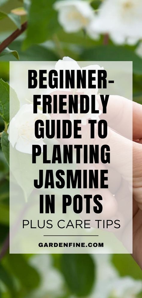 Save this pin for essential tips and tricks on successfully growing Jasmine in pots. Discover how to cultivate beautiful and fragrant Jasmine plants in containers. #GardeningTips #JasmineInPots #PlantCareAdvice How To Grow Jasmine In A Pot, Jasmine Plant Outdoor, Potted Jasmine, Jasmine In Pots, Growing Jasmine, Jasmine Plant Indoor, Carolina Jasmine, Plants In Containers, Cockle Shells