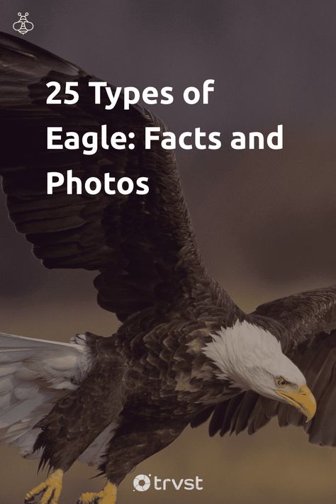 Check out these 25 diverse types of eagles, each sporting unique features, hunting methods, and habitats 🦅 Increase your knowledge and empower preservation of these stunning birds of prey!🌍 Together, let's soar into the world of eagles! Click now, feathered-friends await. #EagleFacts #BirdPreservation #NatureLovers #SoarWithKnowledge #EcoAwareness Different Types Of Eagles, Eagle Facts, Types Of Eagles, Philippine Eagle, Wedge Tailed Eagle, Hawk Eagle, Imperial Eagle, Harpy Eagle, Sea Eagle