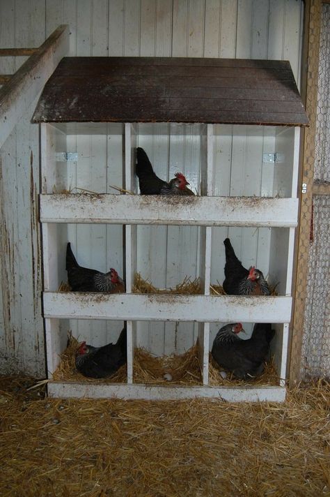 Reban Ayam, Shed Inspiration, Coop Accessories, Chicken Roost, Best Egg Laying Chickens, Egg Laying Chickens, Chicken Nesting Boxes, Chicken Feeders, Backyard Chicken Farming