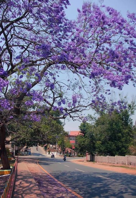 ခရမ်းရောင် Wallpaper, ရှုခင်းပုံများ Myanmar, Myanmar Flower, Taunggyi Myanmar, Shan Myanmar, Myanmar Aesthetic, Shan State Myanmar, Pyin Oo Lwin, Boy Outfits Aesthetic