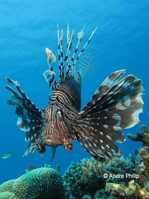 Lion Fish Más Lion Fish Art, Ocean Fish Photography, Fish Core, Interesting Fish, Fish Fins, Fish Facts, Sun Fish, Fish Photography, Fish Pictures