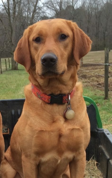 Fox-Red-Lab Red Fox Labrador Retriever, Red Labrador Retriever, Broholmer Dog, Red Fox Lab, Red Fox Labrador, Fox Labrador, Fox Red Labrador Puppy, Red Lab Puppies, Fox Red Lab