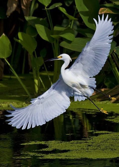 Environment References, Birds Photography Nature, Snowy Egret, Bequia, Heron Art, Wonderful Nature, Herons, Single Life, Blue Heron