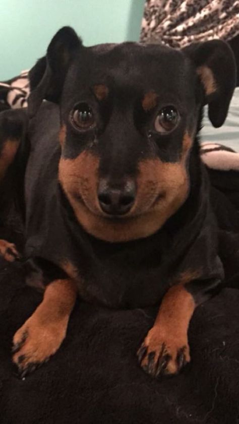 Quite a few dogs out there have the power of making even the most tough-looking person go whosagoodboyyesyouare in a high-pitched voice. That’s because they’re just too cute, and there sure are loads of pictures to prove it. Min Pin, Bed, Dogs, Funny, Black