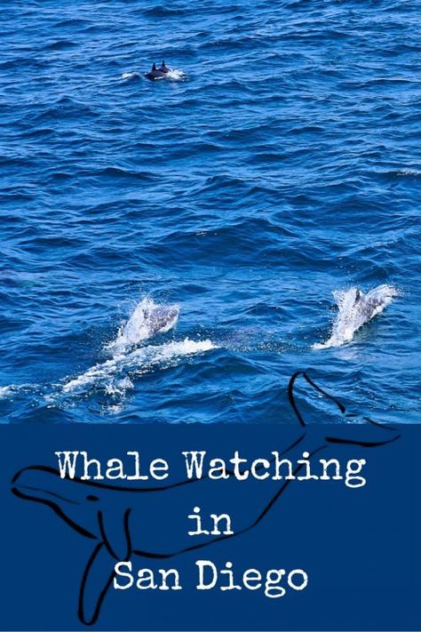 Whale Watching in San Diego: What is the best time to go Whale Watching in San… Fun Experiences, San Diego Vacation, Ideal Family, California Trip, Travel California, Cool Places, San Diego Travel, Family Trips, Sunny Weather