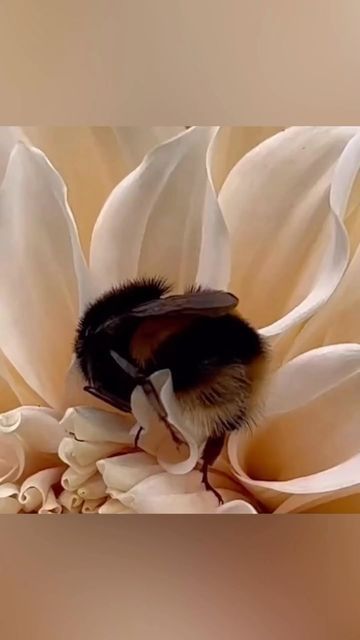 Bee Sleeping In Flower, Polarised Light, Garden Bugs, What A Beautiful World, Poisonous Plants, A Compass, Animal Kingdom, Beautiful World, Compass