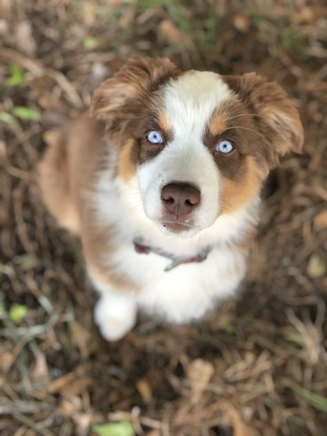 Fyra our beautiful blue eyed baby. Red tri with copper points Australian Shepherd Blue Eyes, Red Tri Australian Shepherd, Blue German Shepherd, Red Merle Australian Shepherd, Aussie Dog, Blue Eyed Baby, Dark Blue Eyes, Australian Shepherd Puppies, Aussie Dogs