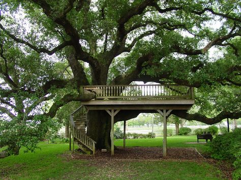 Tree House Deck, Tree Platform, Tree House Ideas, Live Oak Tree, Beautiful Tree Houses, Tree Deck, How To Garden, Tree House Plans, Cool Tree Houses