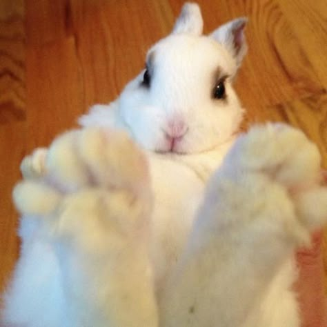 Bunny feet. Bunny Paws, Bunny Lady, Cute Bunny Pictures, Pet Bunny, Bunny Pictures, Funny Bunnies, Silly Animals, Cute Creatures, Animal Planet