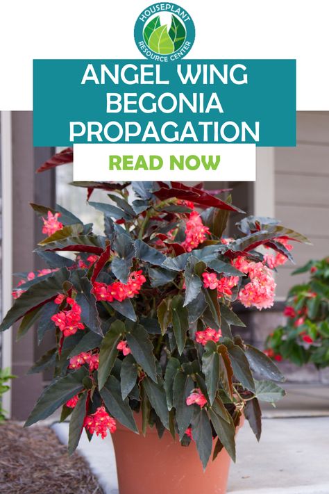 Angel Wing Begonias are a beautiful addition to any garden, but what happens when you want even more of them? Propagation is the answer! Not only is it an easy process, but it also saves money. It’s basically a way for you to get a never-ending supply of Angel Wing Begonias, and who doesn’t love that? Begonia Propagation, Angel Wing Begonia, Dragon Wing, Fiddle Leaf Fig Tree, Overwintering, Indoor Gardens, Fiddle Leaf, Fiddle Leaf Fig, Dragon Wings