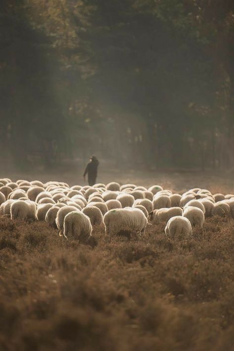 Flock Of Sheep, Idee Cricut, Sheep Art, Peter Paul Rubens, Sheep Farm, Sheep And Lamb, The Good Shepherd, The Shepherd, 귀여운 동물