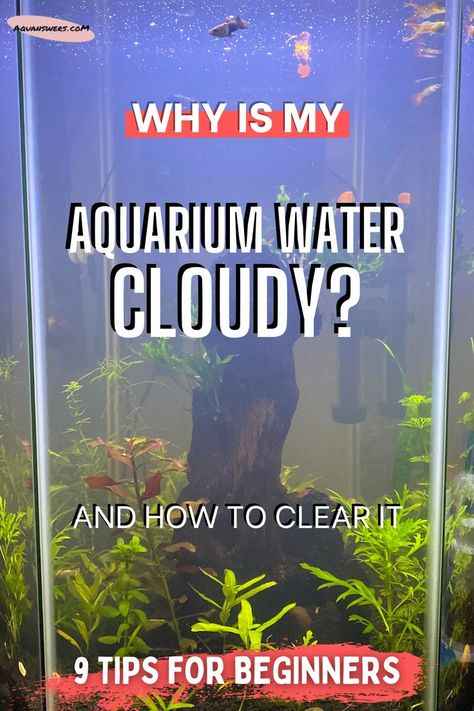 How To Clean Betta Fish Tank, How To Keep Fish Tank Water Clear, Clear Fish Tank, Fish Tank Cleaning Hacks, How To Clean A Fish Tank, Fish Tank Hacks, Fresh Water Fish Tank Ideas, Glofish Tank Ideas, Aquarium Hacks