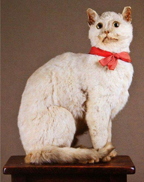 Cat Taxidermy, Bad Taxidermy, Taxidermy Display, Wet Specimen, Vulture Culture, Taxidermy Art, Modern Cat, All About Cats, Cat Pin