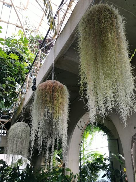 Moss Covered Chandelier, Spanish Moss Indoor, Spanish Moss Wedding Bouquet, Spanish Moss Bouquet, Hanging Spanish Moss, Spanish Moss Photography, Forest Cafe, Moss Wall Art, Spanish Moss