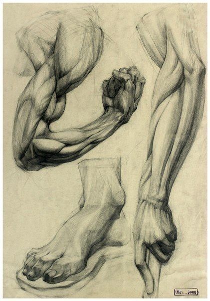 Arm Anatomy, Male Figure Drawing, 그림 낙서, Human Anatomy Drawing, Body Sketches, Human Figure Drawing, Human Anatomy Art, Anatomy Sketches, Anatomy For Artists