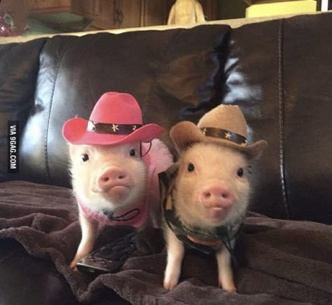 Cute Piglets, Mini Pigs, Baby Pigs, Cute Pigs, Cute Animal Photos, Animal Photos, Little Animals, Cute Little Animals