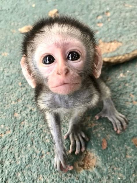 Monkey Breeds, Funny Monkeys, Cute Monkey Pictures, Marmoset Monkey, Baby Monkeys, Monkey Baby, Alpha Wolf, Monkey Pictures