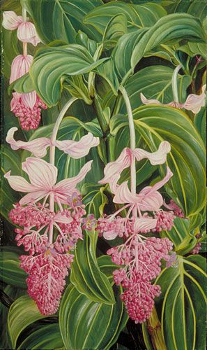 Medinilla Magnifica, Marianne North, Flower Fence, Jungle Flowers, Jungle Art, Illustration Botanique, Botanical Painting, Kew Gardens, Tropical Art