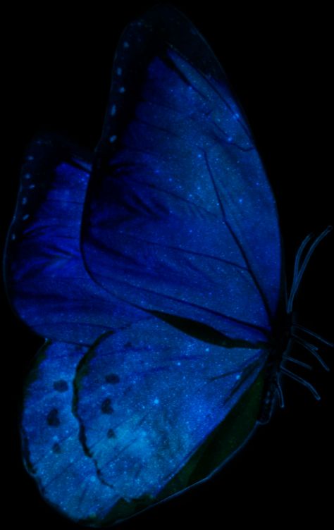 Galaxy Butterfly, Screen Savers Wallpapers Backgrounds, Blue Butterfly Wings, Pic Edit, Blue Aesthetic Dark, Blue Butterfly Wallpaper, Dark Blue Wallpaper, Cute Blue Wallpaper, Butterfly Wallpaper Backgrounds