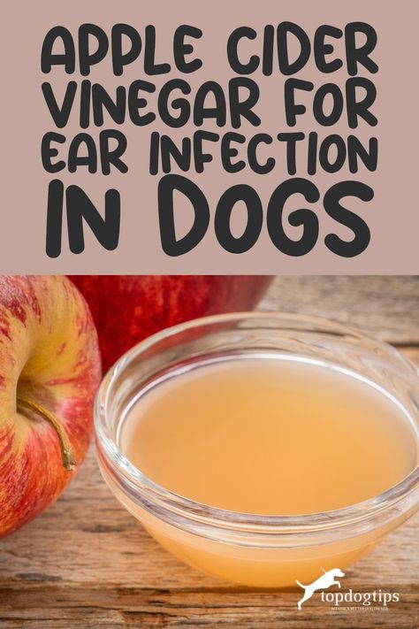 Wag More, Itch Less: DIY Remedies for Doggy Ear Infections 🐾🌿 Yeast In Dogs Ears, Yeast In Dogs, Itching Remedies, Ear Problems, How To Make Home, Dogs Ears Infection, Ear Ache, Dog Remedies, Ear Infections