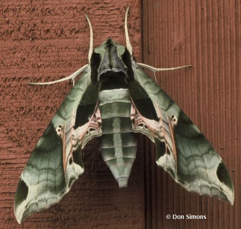 Pandorus Sphinx Moth | Caterpillar Hosts: Grape (Vitis), ampelopsis (Ampelopsis), and Virginia creeper (Parthenocissus).  Adult Food: Nectar from flowers includ Insect Reference, Butterfly Museum, Moth Embroidery, Beautiful Moths, Sphinx Moth, Odd Animals, Cute Moth, Virginia Creeper, Moth Butterfly