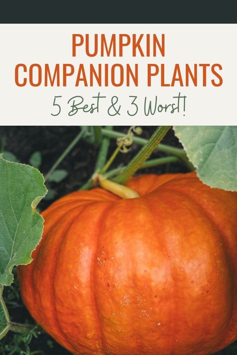 Are you wondering what the best (and worst) pumpkin companion plants are? Then you’re in the right place! Using companion planting is an excellent way to save space in the garden all while maximizing the health of your plants. #companionplants #companionplanting #pumpkincompanions #pumpkincompanionplants #plantingpumpkins #gardenplanning #howtoplantpumpkins #growpumpkins #growingpumpkins Squash Companion Plants, Vegtable Garden, Companion Gardening, Plant Insects, Pumpkin Vine, Planting Pumpkins, Pumpkin Garden, Growing Pumpkins, Bush Beans