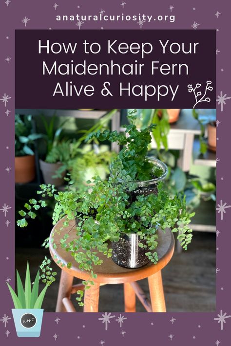 Maidenhair ferns are well-known to be both gorgeous and difficult plants! Learn one way to successfully (and more easily) care for these ferns as a houseplant. Fern Spores, Maidenhair Fern, Prayer Plant, Natural Curiosities, New Roots, House Plant Care, Small Bottles, I Care, Glass Containers