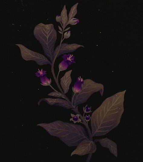 Aesthetic Poison, Belladonna Flower, Nightshade Flower, Nightshade Plant, Deadly Plants, Deadly Nightshade, Poisonous Plants, Plant Aesthetic, Plant Illustration