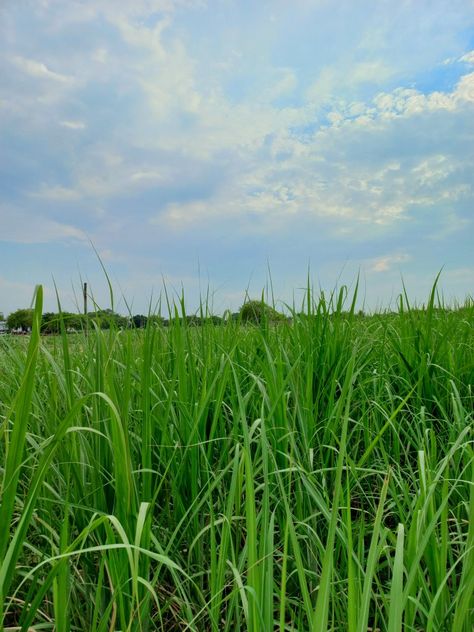 Running through the tall grass like in the movies 🎥 #grass #dream #perspective #cottage #sky Tall Grass Aesthetic, Tall Grass Field, Fish In A Tree, Grateful Deadhead, Oc Aesthetic, Grass Field, Photo Pose For Man, Garden Signs, Inside Jokes