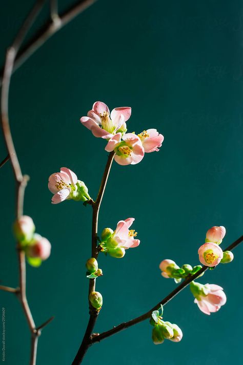 Tonal Painting, Quince Blossom, Chinese Poem, Closet Art, Flowering Quince, Water Closet, Spring Blossom, Art Flowers, Flowers Photography