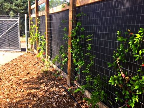 Noise Reducing Barrier Restores Tranquility to Botanic Garden - retrofit Sound Barrier Wall, Garden Buddha, Noise Barrier, Riverside Garden, City Traffic, Sound Wall, Sound Barrier, Privacy Fence Designs, Southern University