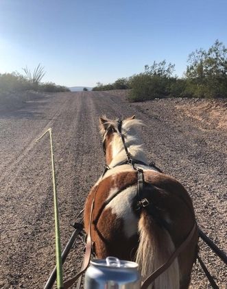 Mini Horse Cart, Miniature Horse Tack, Kiger Mustang, Ponies For Sale, Highland Pony, Irish Sport Horse, Miniature Ponies, Welsh Pony, Pull Cart