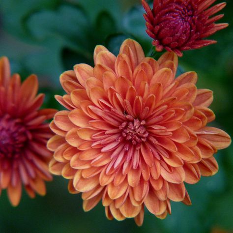 Orange Chrysanthemum (Novembers flower)- getting this as a tattoo for Maybelline and myself (November babies) Chrisantemum Flower Tattoo Color, Crisantemo Tattoo, Orange Chrysanthemum, November Flower, November Birth Flower, Chrysanthemum Tattoo, Family Flowers, Birth Flower Tattoos, Chrysanthemum Flower