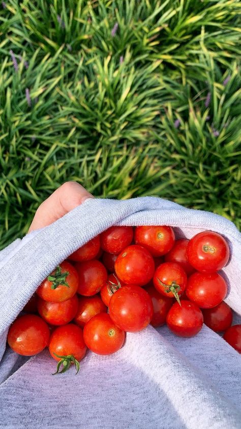 Gardening. Vegetables. Plants. Plant aesthetic. Cherry tomatoes. Growing food. Red. Tanaman Tomat, Tomatoes Growing, Gardening Vegetables, Preppy Christmas, Tomato Garden, Plant Aesthetic, Growing Fruit, Tomato Plants, Growing Food