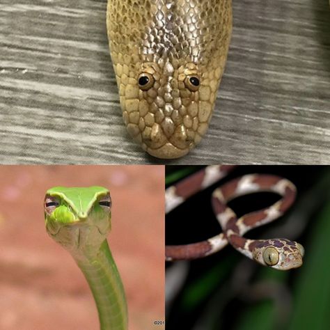 My top favourite funny-looking snakes Arabian Sand Boa Tree Vine Snake and the Blunthead Tree Snake - Meme Guy Arabian Sand Boa, Expressive Animals, Snake Meme, No Step On Snek, Snakes Funny, Vine Snake, Tree Snake, Meme Guy, Snake Photos