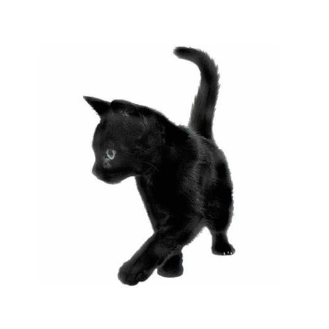 Chicas Punk Rock, Cat App, Arte Punk, Black App, Minimalist Icons, Black Icon, Png Aesthetic, Insta Icon, Cat Icon