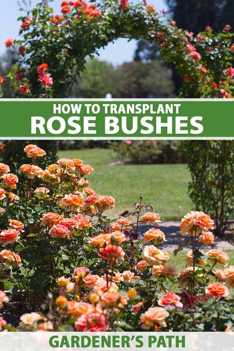 How to Transplant Roses | Gardener’s Path Transplanting Roses, Roses Garden Care, Full Sun Container Plants, Transplanting Plants, Rose Growing, Rose Plant Care, Ground Cover Roses, Bee Friendly Garden, Rose Garden Design